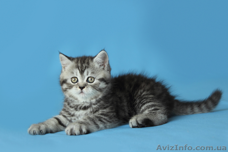 Продаются шотландские прямоухие котята и кошки - <ro>Изображение</ro><ru>Изображение</ru> #6, <ru>Объявление</ru> #921608