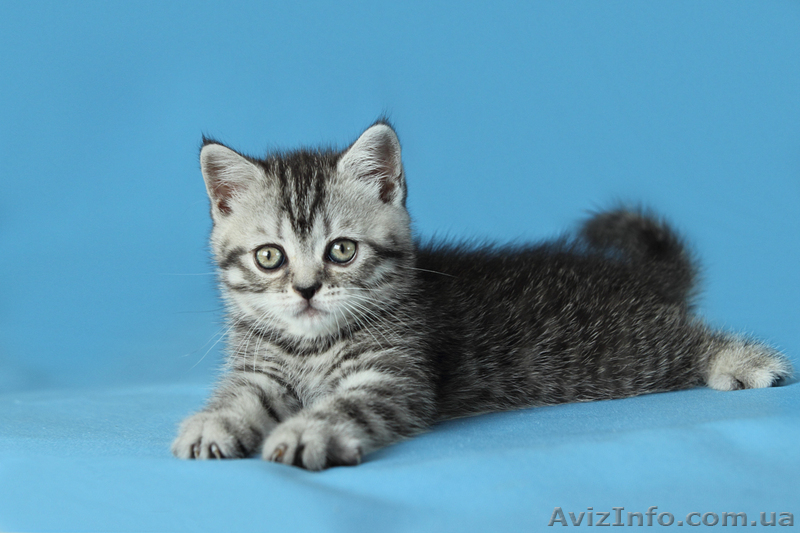 Продаются шотландские прямоухие котята и кошки - <ro>Изображение</ro><ru>Изображение</ru> #7, <ru>Объявление</ru> #921608