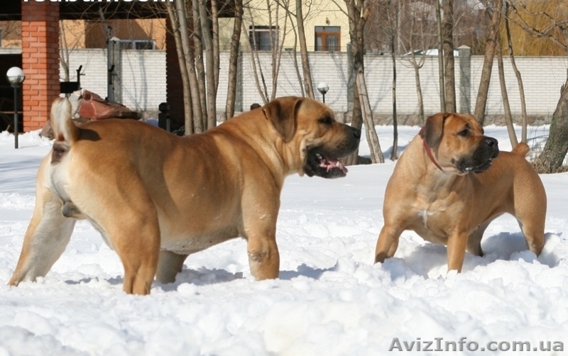 Щенки Бурбуля из питомника \"The Red BUFF\" - <ro>Изображение</ro><ru>Изображение</ru> #3, <ru>Объявление</ru> #909281