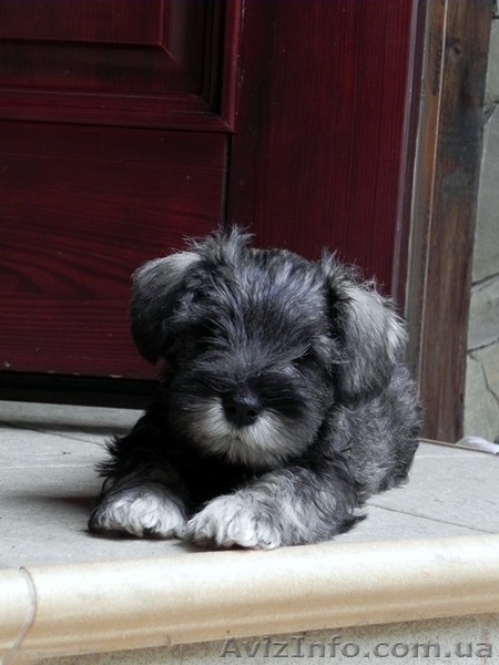 ПРОДАЮТСЯ 2-х месячные щенки цвергшнауцера - <ro>Изображение</ro><ru>Изображение</ru> #4, <ru>Объявление</ru> #945486