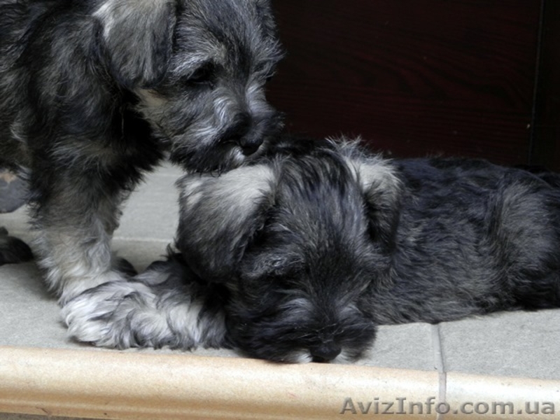 ПРОДАЮТСЯ 2-х месячные щенки цвергшнауцера - <ro>Изображение</ro><ru>Изображение</ru> #3, <ru>Объявление</ru> #945486