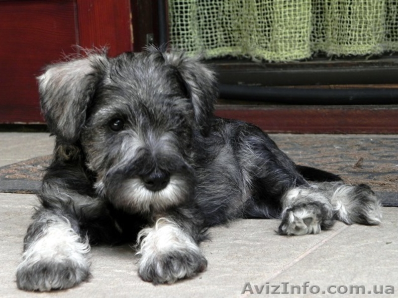ПРОДАЮТСЯ 2-х месячные щенки цвергшнауцера - <ro>Изображение</ro><ru>Изображение</ru> #9, <ru>Объявление</ru> #945486