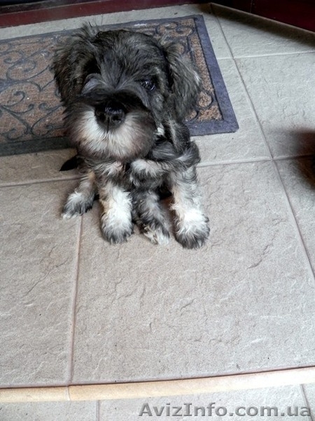 ПРОДАЮТСЯ 2-х месячные щенки цвергшнауцера - <ro>Изображение</ro><ru>Изображение</ru> #5, <ru>Объявление</ru> #945486