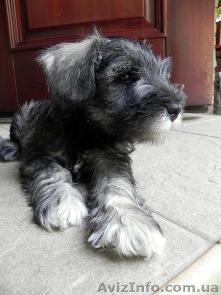 ПРОДАЮТСЯ 2-х месячные щенки цвергшнауцера - <ro>Изображение</ro><ru>Изображение</ru> #7, <ru>Объявление</ru> #945486