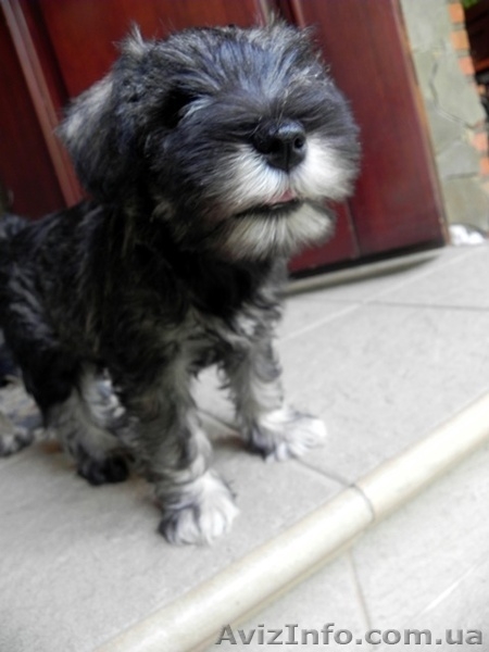 ПРОДАЮТСЯ 2-х месячные щенки цвергшнауцера - <ro>Изображение</ro><ru>Изображение</ru> #6, <ru>Объявление</ru> #945486