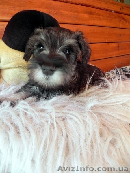 ПРОДАЮТСЯ 2-х месячные щенки цвергшнауцера - <ro>Изображение</ro><ru>Изображение</ru> #8, <ru>Объявление</ru> #945486