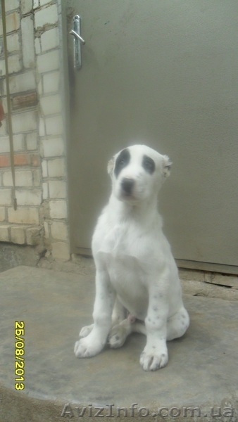продам породистого щенка туркменского волкодава - <ro>Изображение</ro><ru>Изображение</ru> #3, <ru>Объявление</ru> #976834