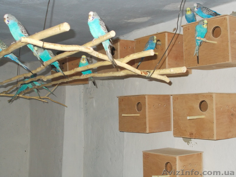 неразлучники.кореллы. волнистые - <ro>Изображение</ro><ru>Изображение</ru> #3, <ru>Объявление</ru> #1011539