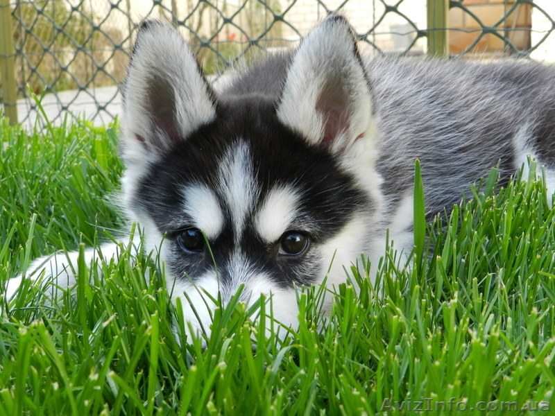 Лучший подарок и друг для всей семьй Сибирский Хаски - <ro>Изображение</ro><ru>Изображение</ru> #2, <ru>Объявление</ru> #1007992