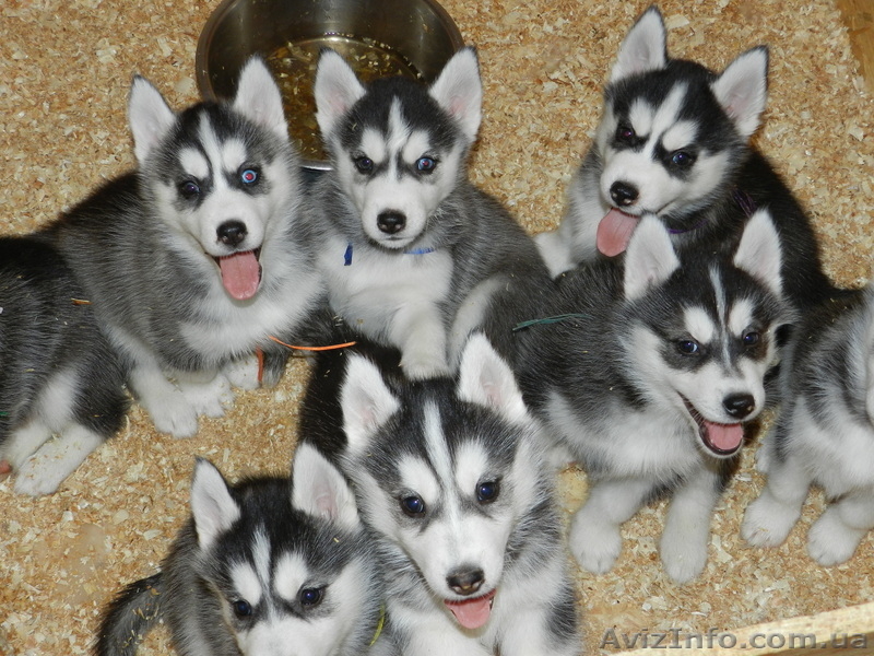 Лучший подарок и друг для всей семьй Сибирский Хаски - <ro>Изображение</ro><ru>Изображение</ru> #3, <ru>Объявление</ru> #1007992