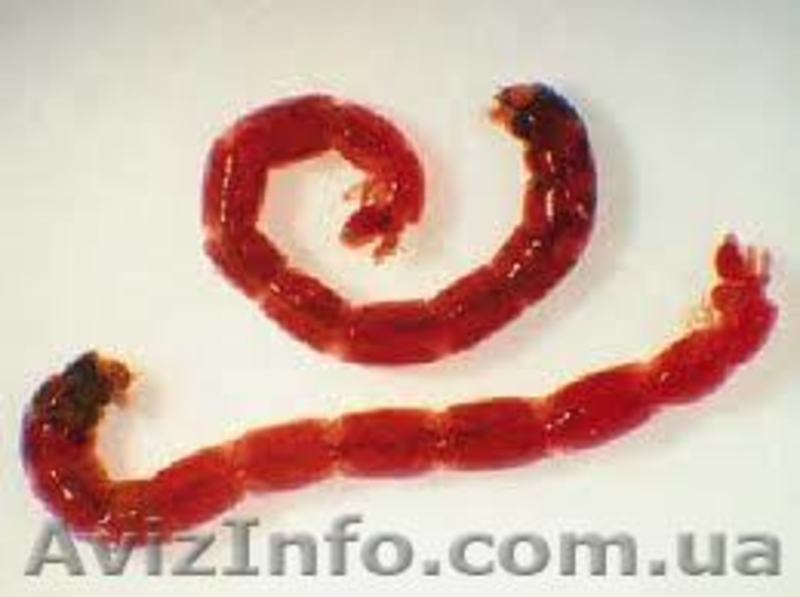 мотыль рыболовный - <ro>Изображение</ro><ru>Изображение</ru> #4, <ru>Объявление</ru> #1010174