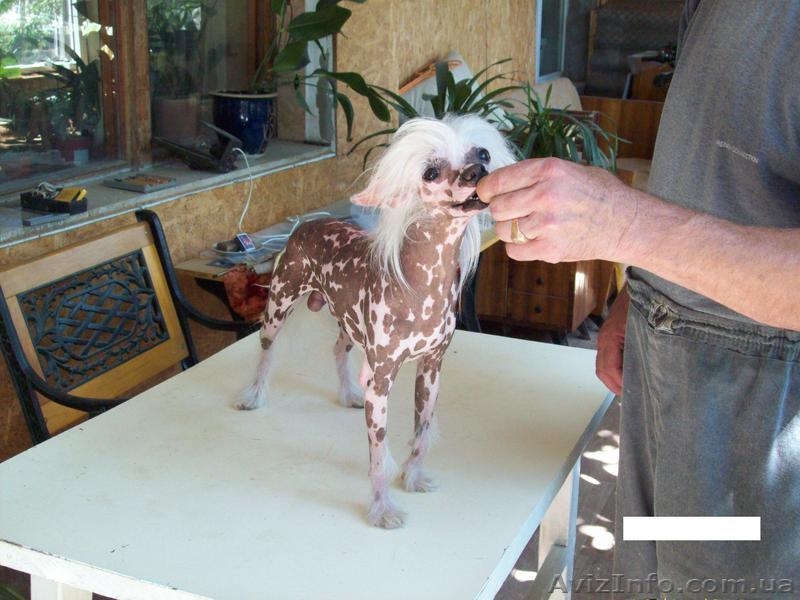 кобель для вязки китайской хохлатой - <ro>Изображение</ro><ru>Изображение</ru> #3, <ru>Объявление</ru> #1044211