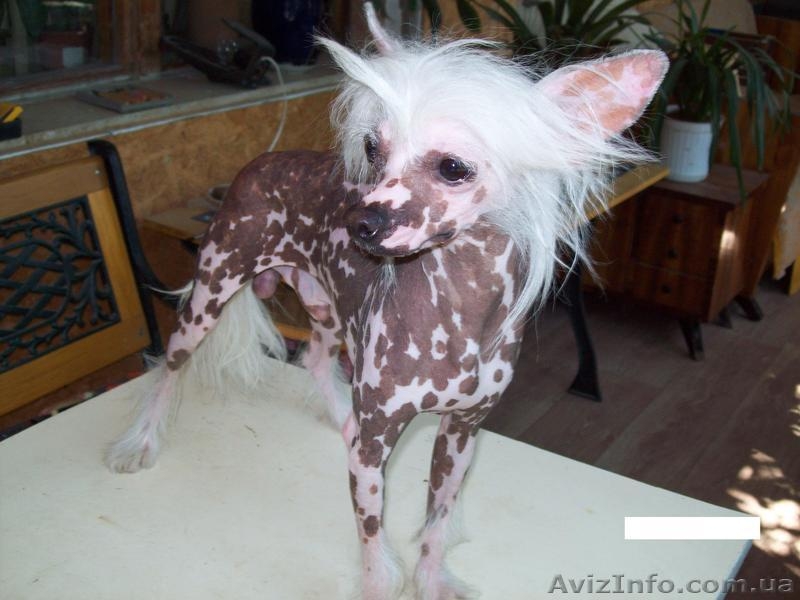 кобель для вязки китайской хохлатой - <ro>Изображение</ro><ru>Изображение</ru> #4, <ru>Объявление</ru> #1044211