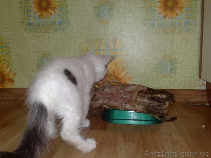 Пропал кот. Помогите найти. Николаев - <ro>Изображение</ro><ru>Изображение</ru> #3, <ru>Объявление</ru> #1073215