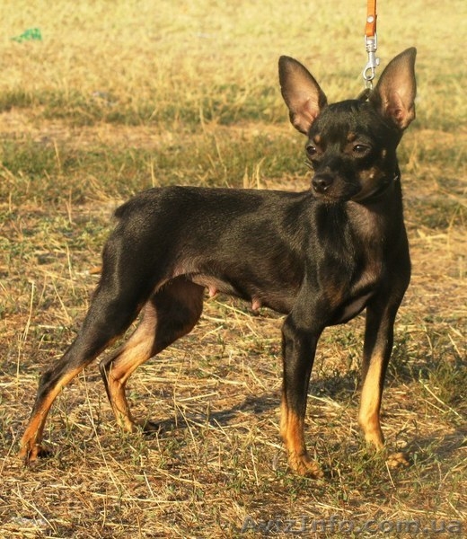 щенок той-терьер девочка. ч/п окраса - <ro>Изображение</ro><ru>Изображение</ru> #4, <ru>Объявление</ru> #1067835