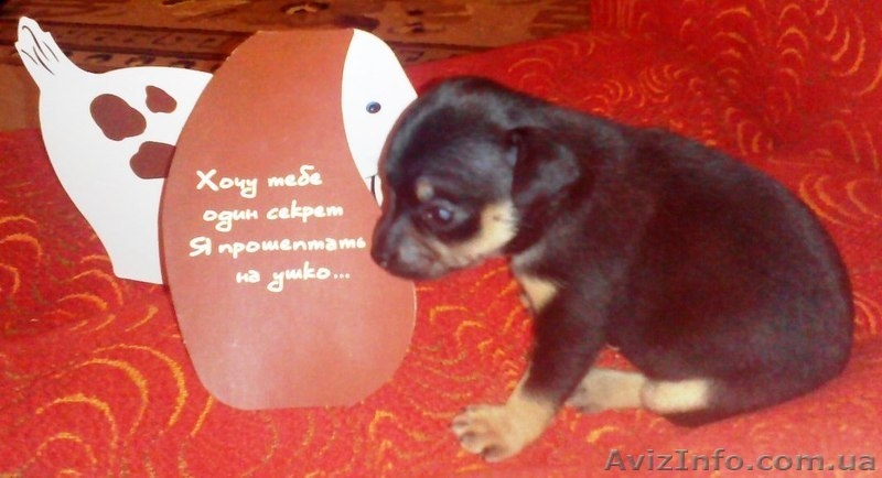 щенок той-терьер девочка. ч/п окраса - <ro>Изображение</ro><ru>Изображение</ru> #3, <ru>Объявление</ru> #1067835