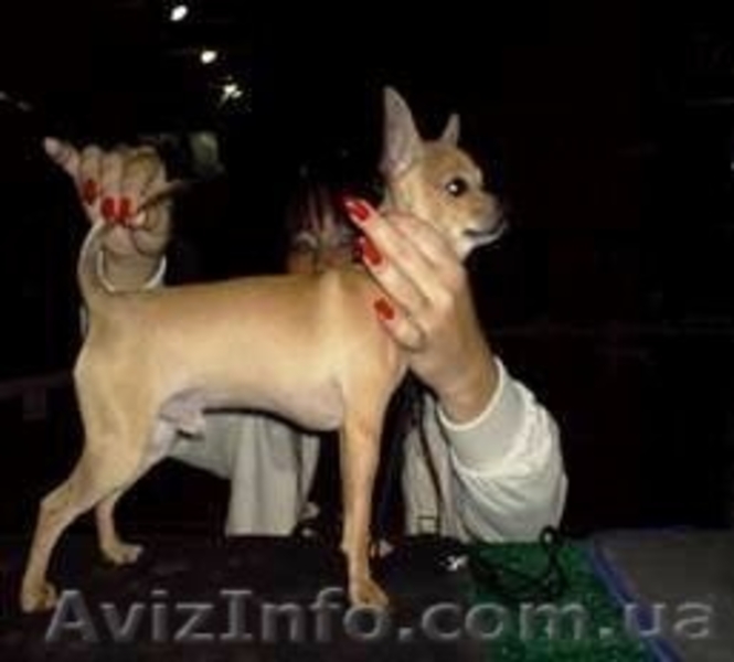 щенок той-терьер девочка. ч/п окраса - <ro>Изображение</ro><ru>Изображение</ru> #5, <ru>Объявление</ru> #1067835