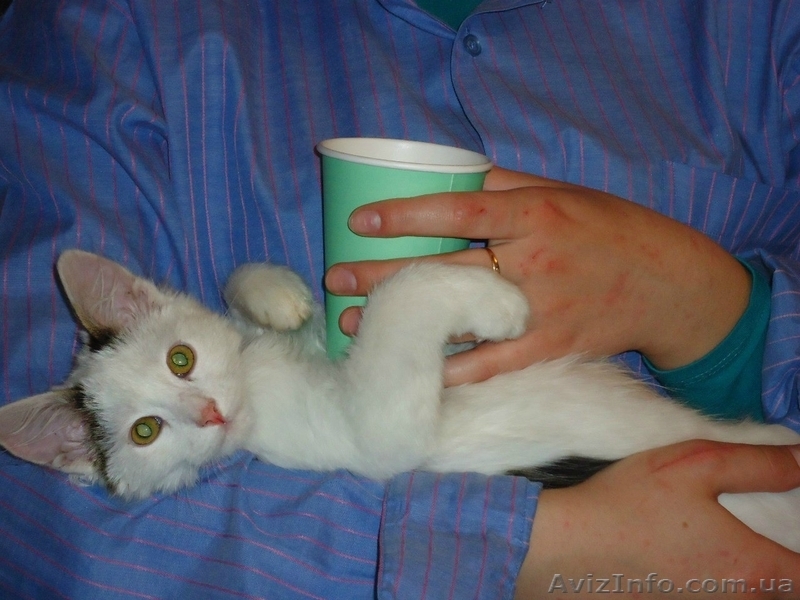 Пропал кот. Помогите найти. Николаев - <ro>Изображение</ro><ru>Изображение</ru> #4, <ru>Объявление</ru> #1073215