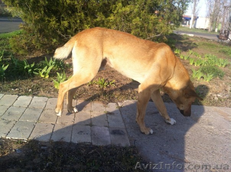Дарю годовалого пса на охрану - <ro>Изображение</ro><ru>Изображение</ru> #4, <ru>Объявление</ru> #1083923