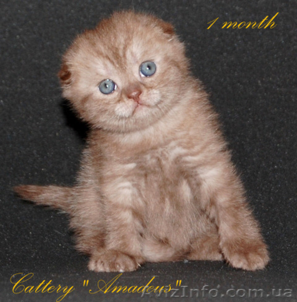 вислоухие котята шоколадного окраса - <ro>Изображение</ro><ru>Изображение</ru> #3, <ru>Объявление</ru> #1085834