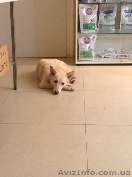 Подрощенный щенок бесплатно - <ro>Изображение</ro><ru>Изображение</ru> #4, <ru>Объявление</ru> #1083924