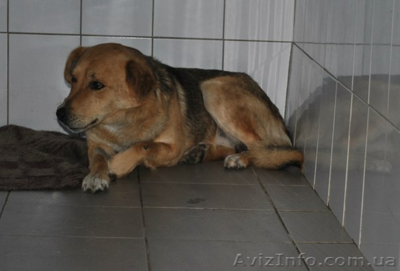 Отдам крупного пса на охрану - <ro>Изображение</ro><ru>Изображение</ru> #3, <ru>Объявление</ru> #1083915