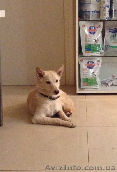 Подрощенный щенок бесплатно - <ro>Изображение</ro><ru>Изображение</ru> #3, <ru>Объявление</ru> #1083924