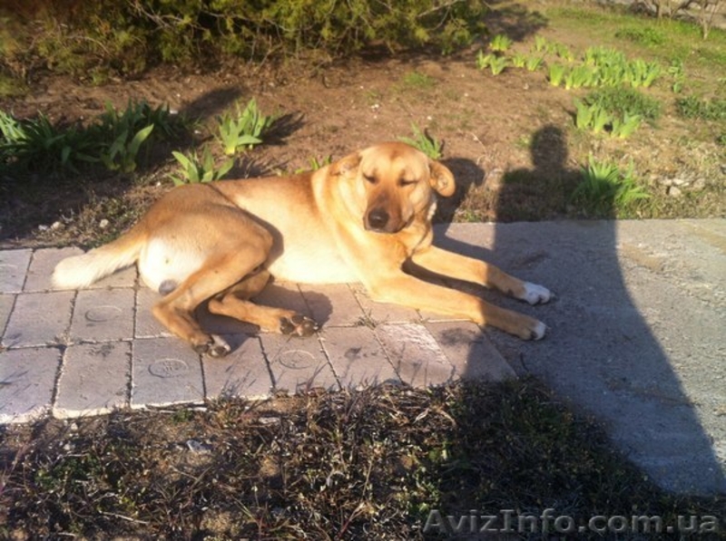 Дарю годовалого пса на охрану - <ro>Изображение</ro><ru>Изображение</ru> #3, <ru>Объявление</ru> #1083923