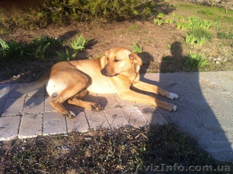 Дарю годовалого пса на охрану - <ro>Изображение</ro><ru>Изображение</ru> #5, <ru>Объявление</ru> #1083923