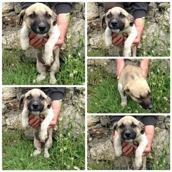 Щенки бесплатно в хорошие руки - <ro>Изображение</ro><ru>Изображение</ru> #3, <ru>Объявление</ru> #1083918