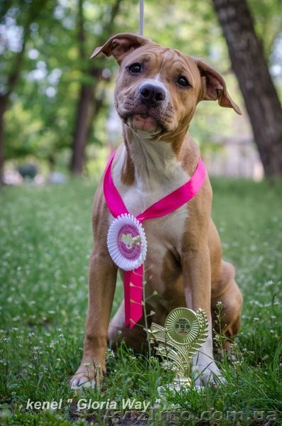 Продам Амстафф  генетических чистых на АТАКСИЮ  - <ro>Изображение</ro><ru>Изображение</ru> #3, <ru>Объявление</ru> #867486