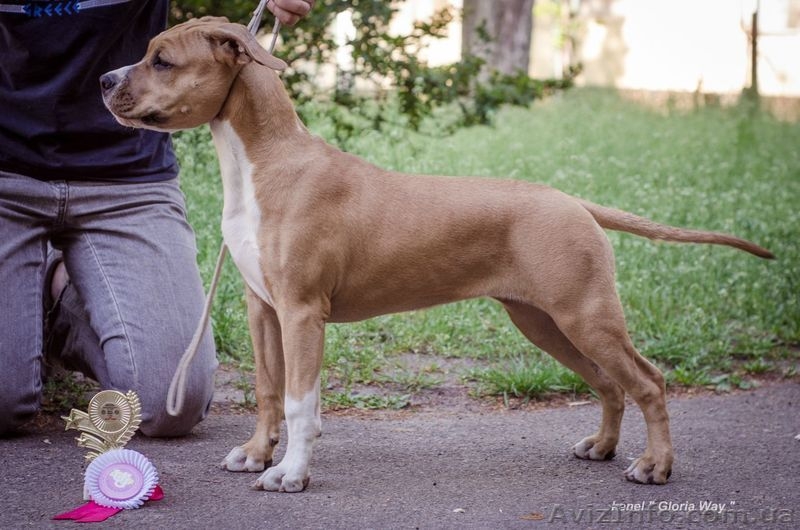 Продам Амстафф  генетических чистых на АТАКСИЮ  - <ro>Изображение</ro><ru>Изображение</ru> #4, <ru>Объявление</ru> #867486