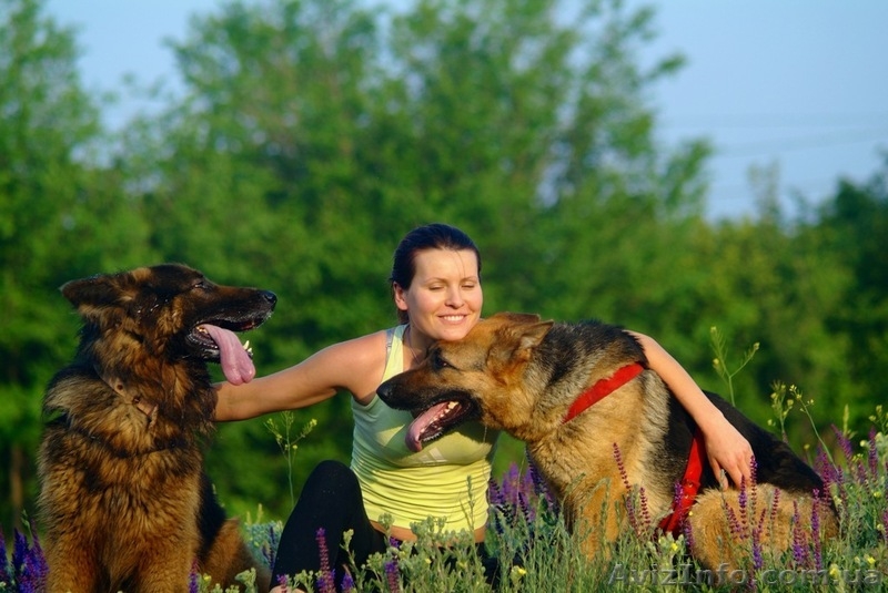 Крупные щенки немецкой овчарки - <ro>Изображение</ro><ru>Изображение</ru> #3, <ru>Объявление</ru> #1102724