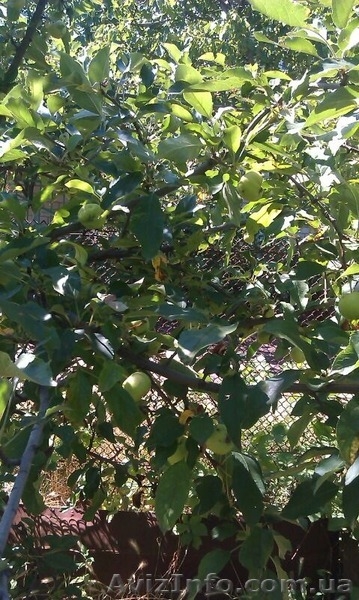 Продаю дачу, сады 3. От хозяйки. Жилое состояние дома. Плодоносящие деревья.Река - <ro>Изображение</ro><ru>Изображение</ru> #3, <ru>Объявление</ru> #1112237