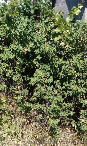 Продаю дачу, сады 3. От хозяйки. Жилое состояние дома. Плодоносящие деревья.Река - <ro>Изображение</ro><ru>Изображение</ru> #4, <ru>Объявление</ru> #1112237