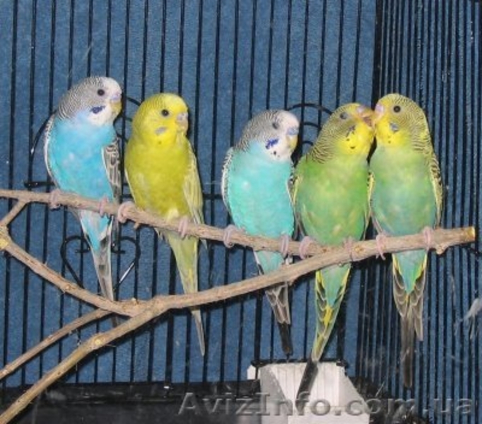 Продажа Волнистых Папугаев - <ro>Изображение</ro><ru>Изображение</ru> #5, <ru>Объявление</ru> #1142703