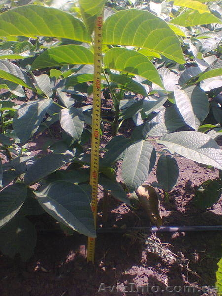 Пподам саженцы грецкого ореха - <ro>Изображение</ro><ru>Изображение</ru> #3, <ru>Объявление</ru> #1141443