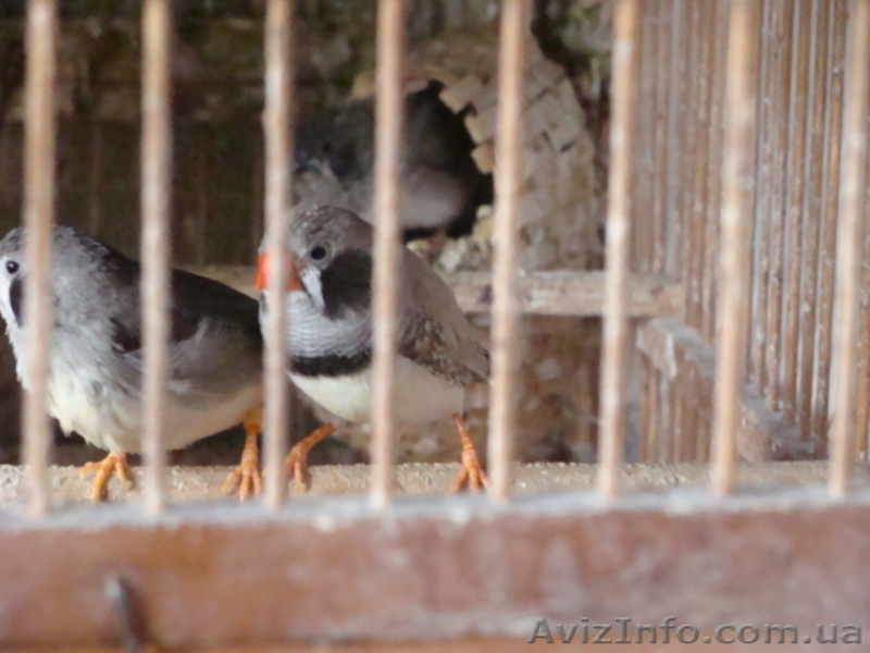 Продажа Волнистых Папугаев - <ro>Изображение</ro><ru>Изображение</ru> #4, <ru>Объявление</ru> #1142703