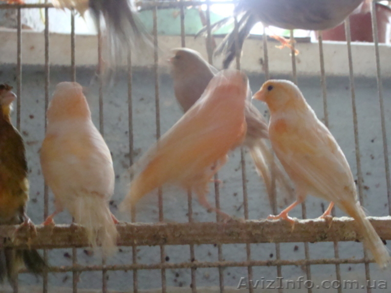 Продажа Волнистых Папугаев - <ro>Изображение</ro><ru>Изображение</ru> #3, <ru>Объявление</ru> #1142703