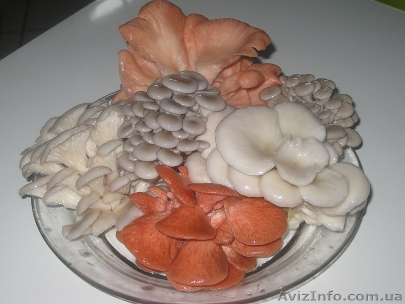 Продам мицелий шампиньона (печериці), вешенки  (гливи), шиитаке - <ro>Изображение</ro><ru>Изображение</ru> #3, <ru>Объявление</ru> #1190868