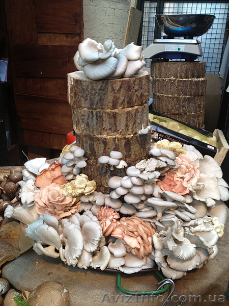 Продам мицелий шампиньона (печериці), вешенки  (гливи), шиитаке - <ro>Изображение</ro><ru>Изображение</ru> #4, <ru>Объявление</ru> #1190868