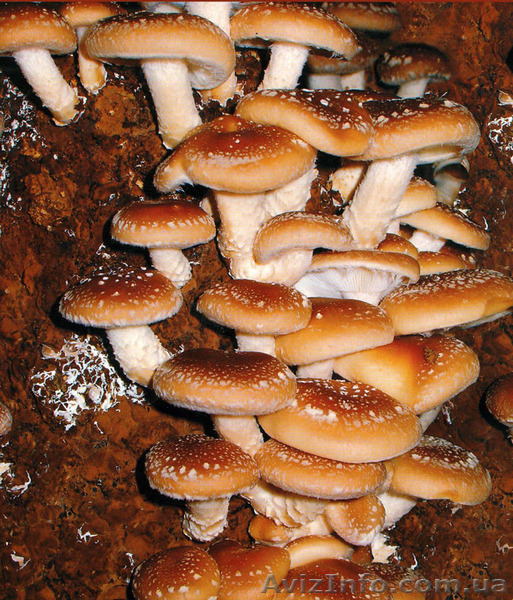 Продам мицелий шампиньона (печериці), вешенки  (гливи), шиитаке - <ro>Изображение</ro><ru>Изображение</ru> #5, <ru>Объявление</ru> #1190868
