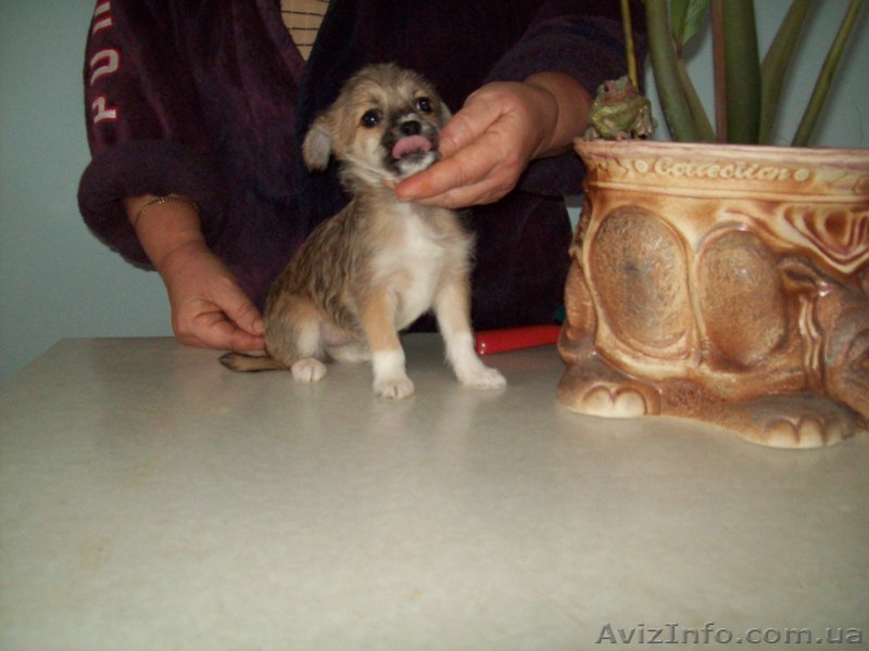  Пуховики китайской хохлатой. - <ro>Изображение</ro><ru>Изображение</ru> #3, <ru>Объявление</ru> #1187099