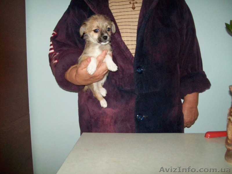  Пуховики китайской хохлатой. - <ro>Изображение</ro><ru>Изображение</ru> #4, <ru>Объявление</ru> #1187099