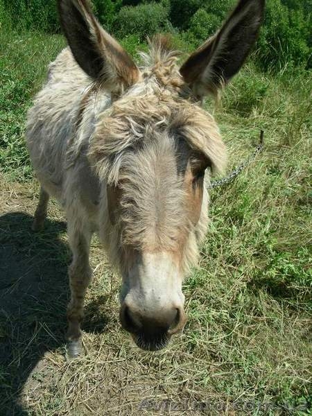 Пеший туризм пешеходные экскурсии Украина. - <ro>Изображение</ro><ru>Изображение</ru> #4, <ru>Объявление</ru> #1225269