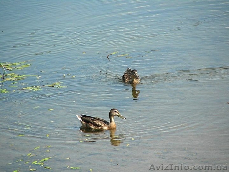 Пеший туризм пешеходные экскурсии Украина. - <ro>Изображение</ro><ru>Изображение</ru> #6, <ru>Объявление</ru> #1225269