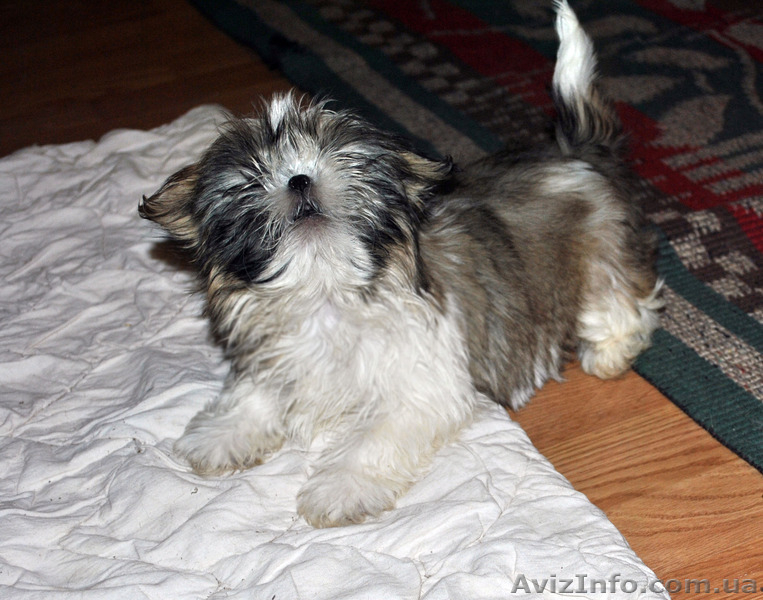 Очаровательные щенки ши-тцу - <ro>Изображение</ro><ru>Изображение</ru> #4, <ru>Объявление</ru> #1218690
