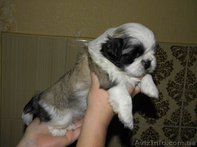 Очаровательные щенки ши-тцу - <ro>Изображение</ro><ru>Изображение</ru> #3, <ru>Объявление</ru> #1218690