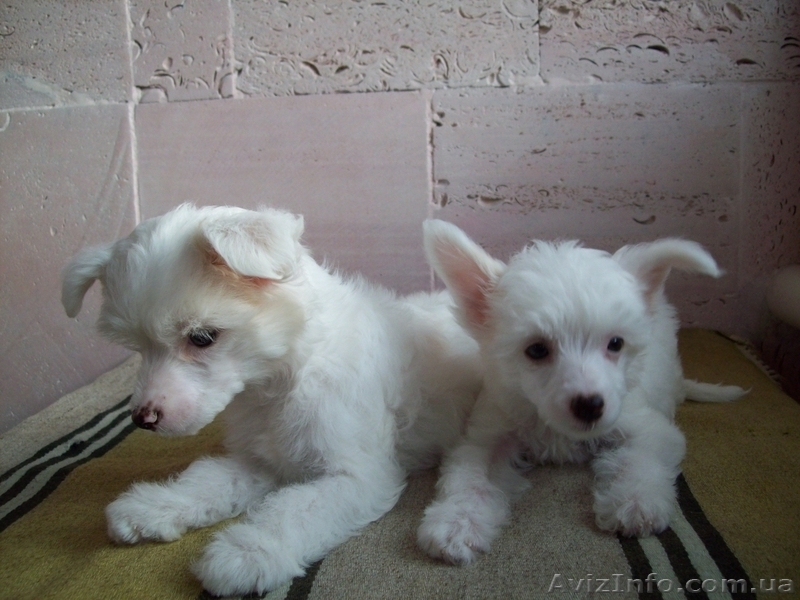 Щенки Китайской Хохлатой дешево. - <ro>Изображение</ro><ru>Изображение</ru> #3, <ru>Объявление</ru> #1034523