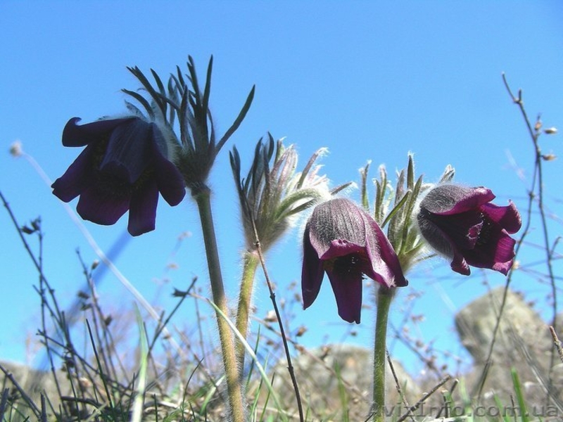 Туристический поход по Южному Бугу. Туры выходного дня. Отдых - <ro>Изображение</ro><ru>Изображение</ru> #3, <ru>Объявление</ru> #1260399